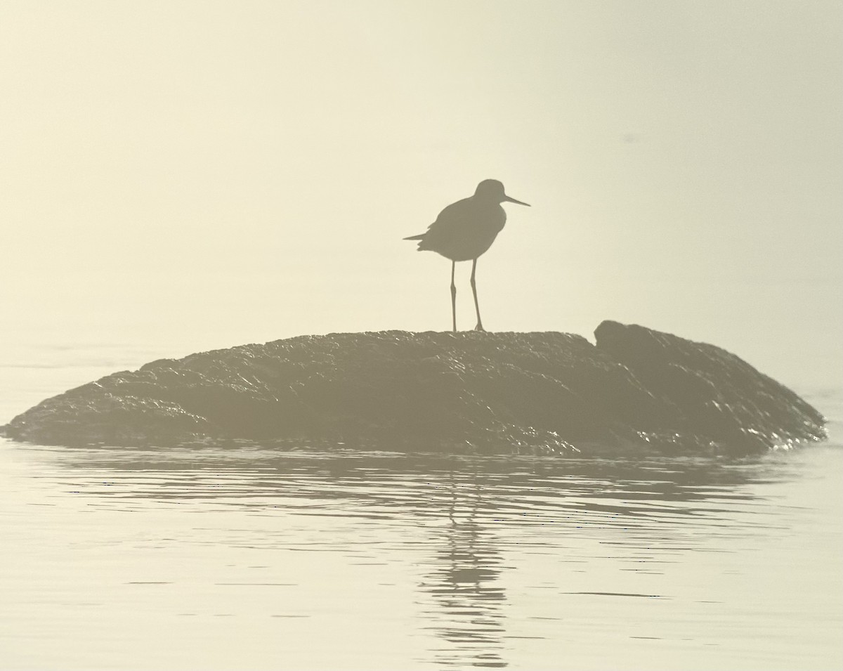 Lesser Yellowlegs - ML483927461