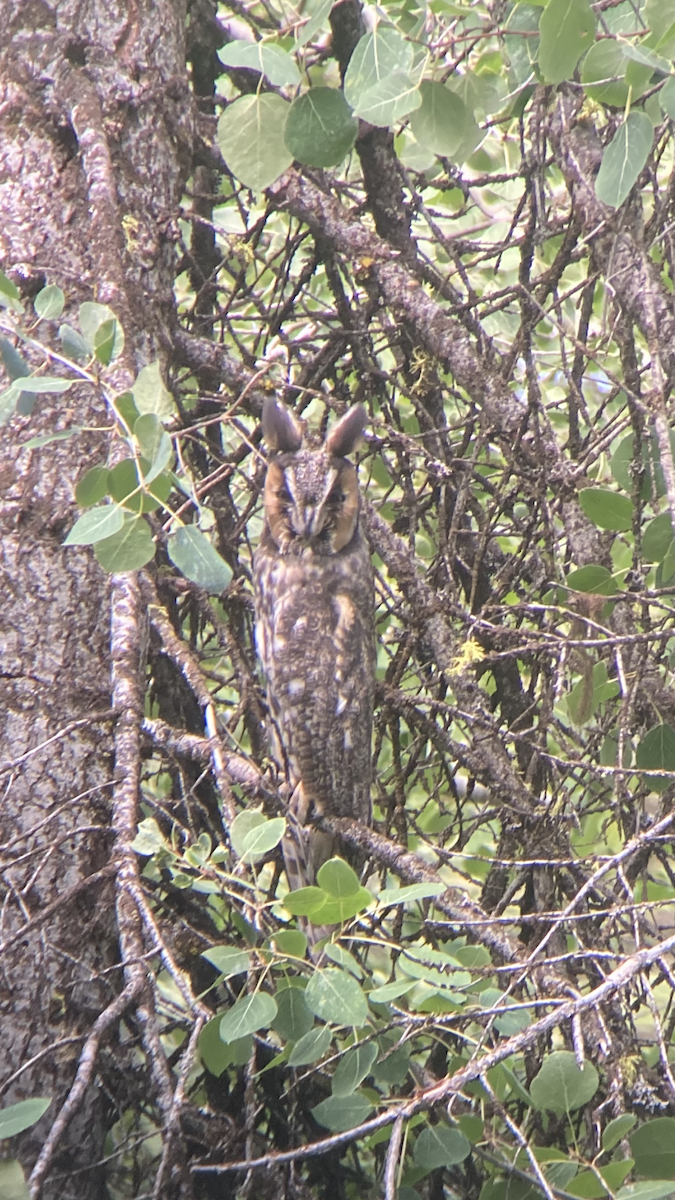 Long-eared Owl - ML483927901