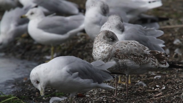 Gaviota de Delaware - ML483928