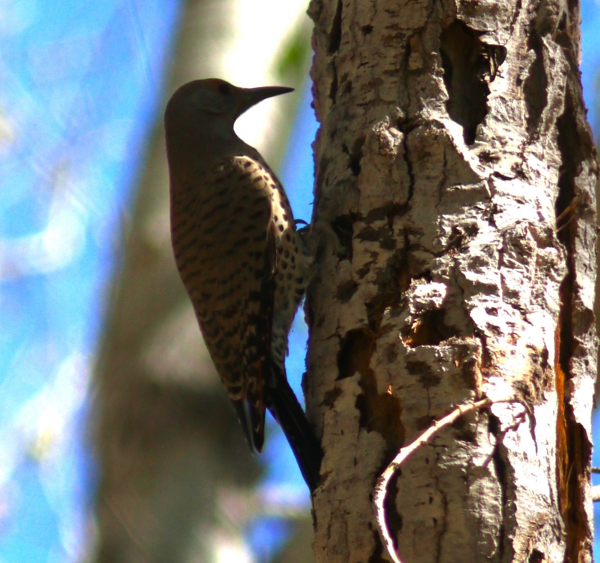 Northern Flicker (Red-shafted) - ML483928511