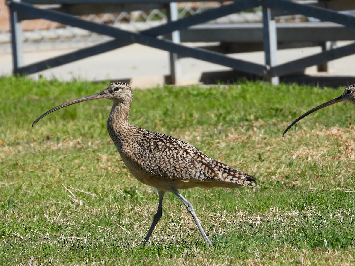 Long-billed Curlew - ML483929081