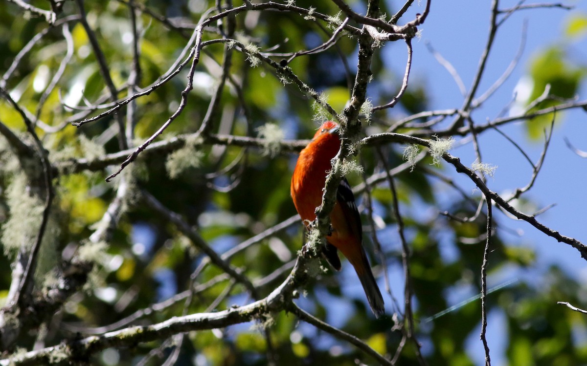 Piranga à dos rayé - ML48392911