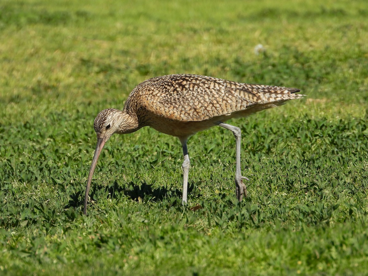 Long-billed Curlew - ML483929141