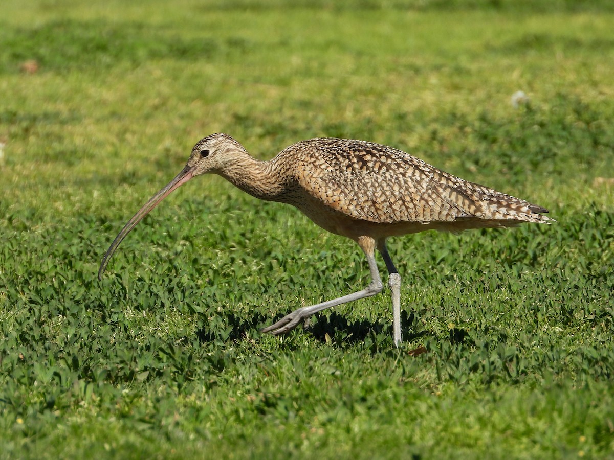 Long-billed Curlew - ML483929171
