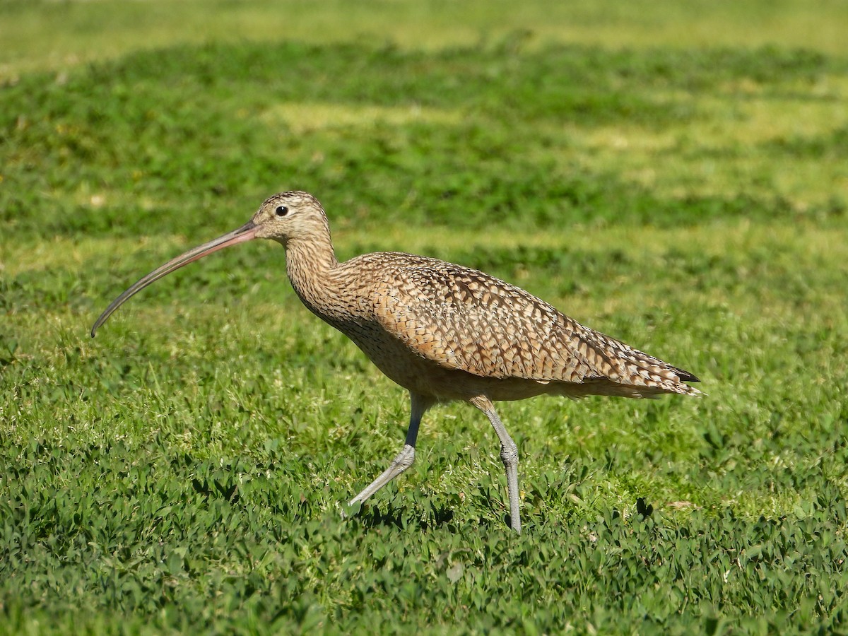 Long-billed Curlew - ML483929191
