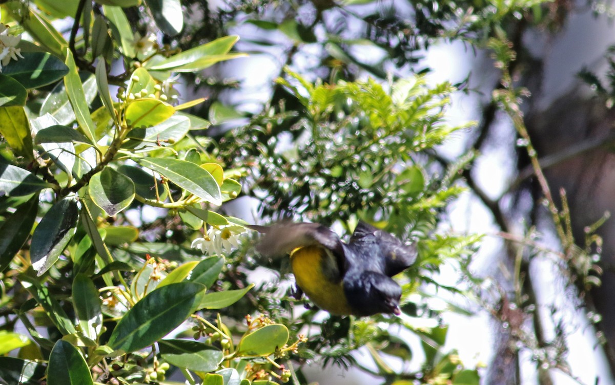 Black-and-yellow Silky-flycatcher - ML48392961