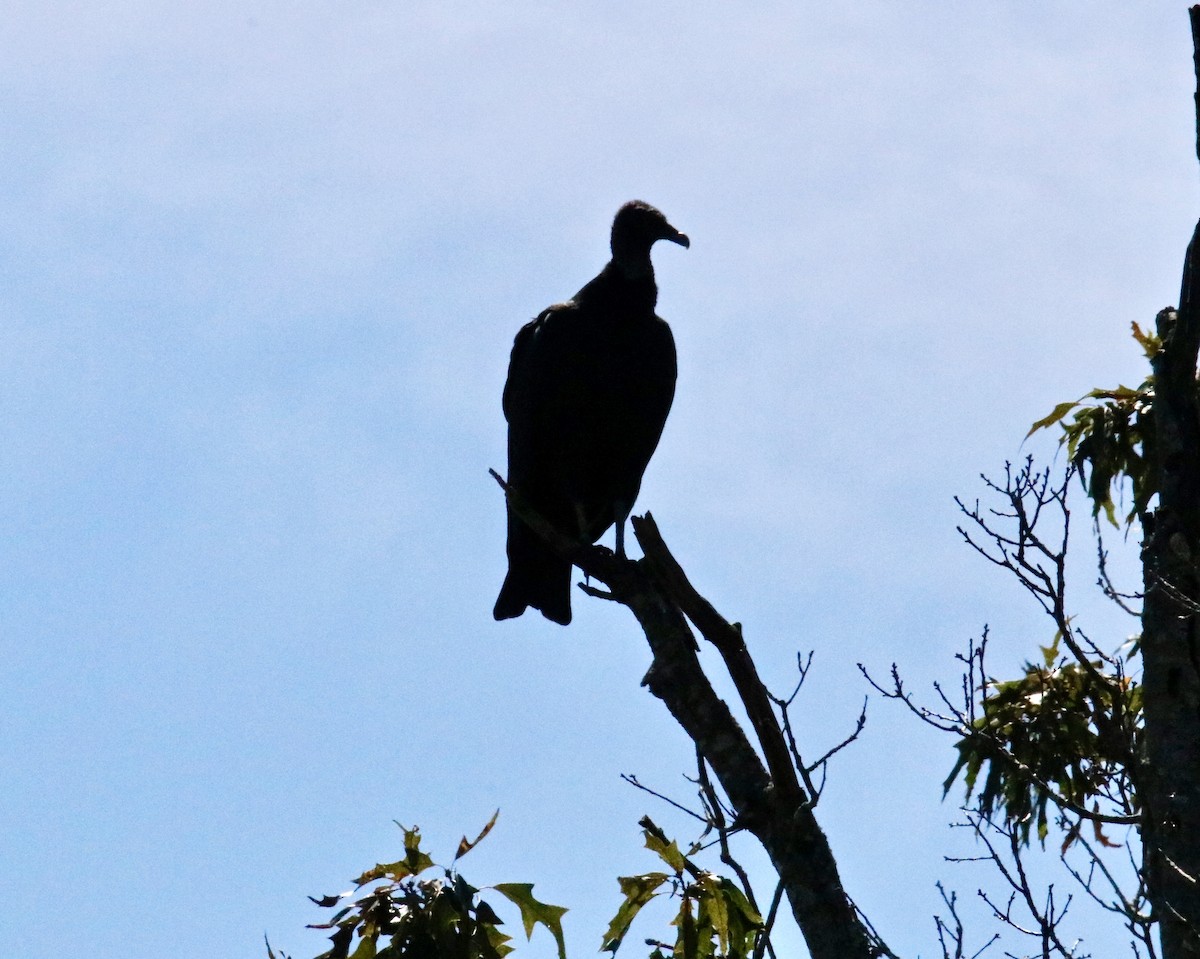 Black Vulture - ML483930151