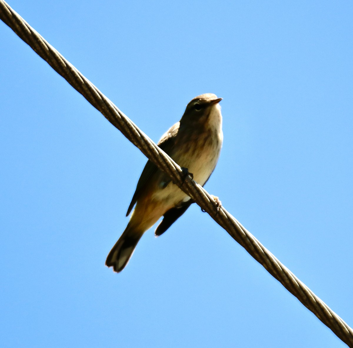 Palm Warbler - ML483930361