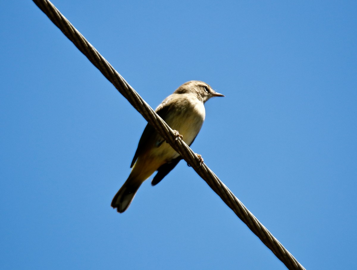 Palm Warbler - ML483930371