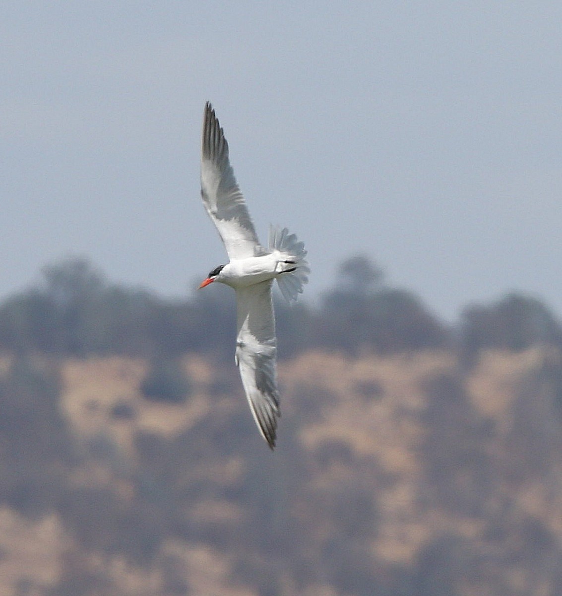 Caspian Tern - ML483931221