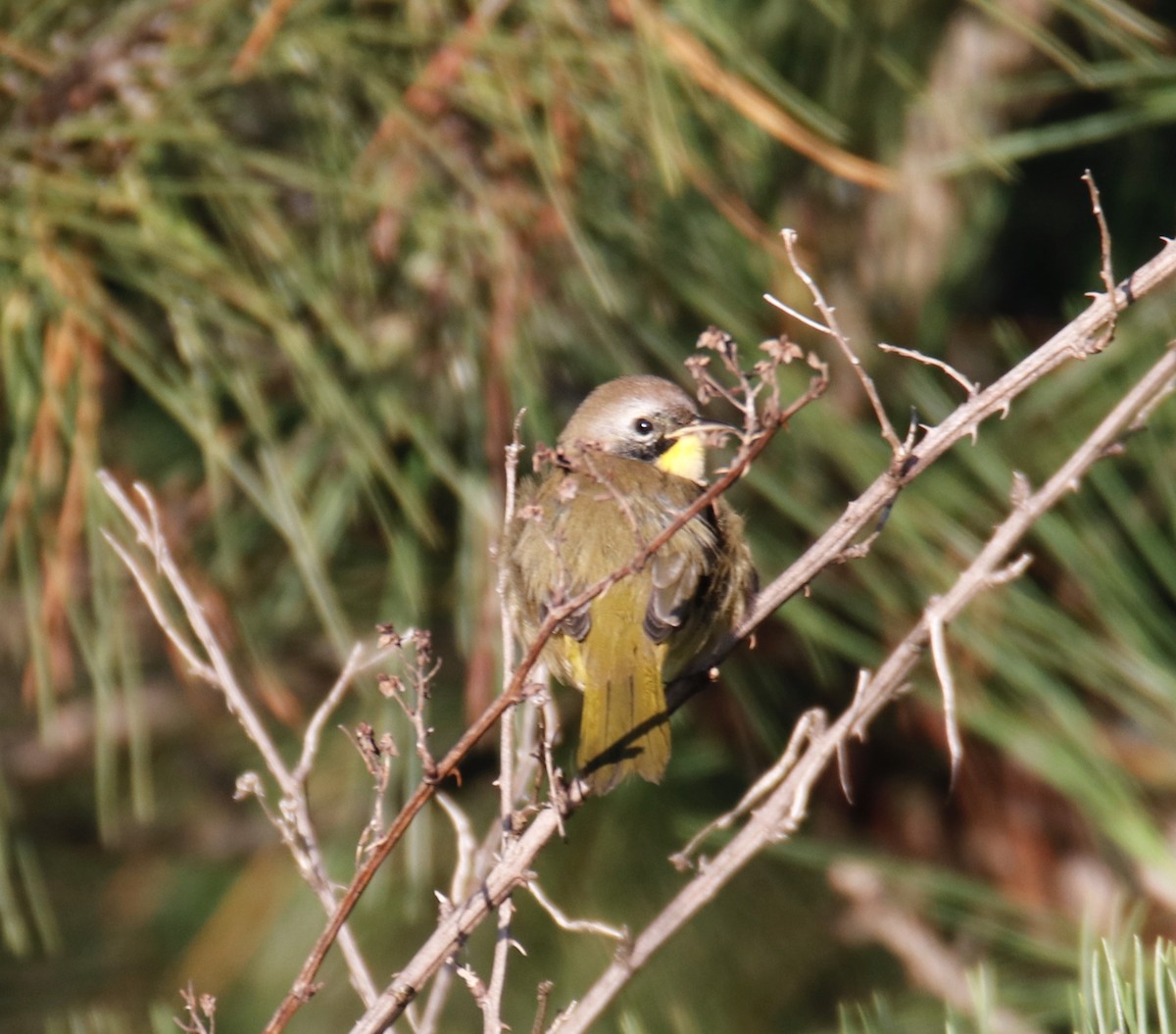 Common Yellowthroat - ML483932531