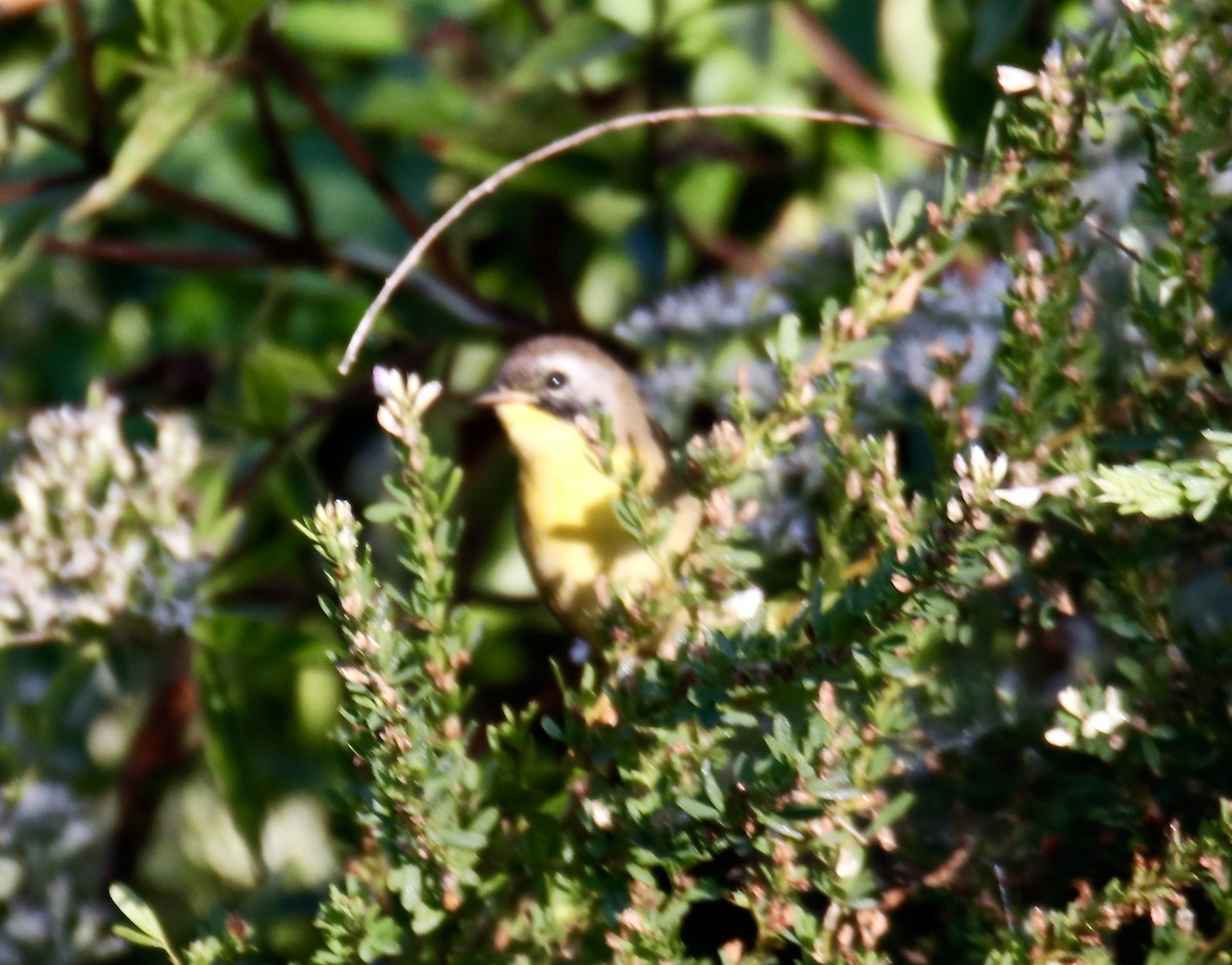 Common Yellowthroat - ML483932541