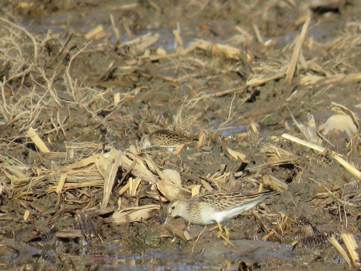 Pectoral Sandpiper - ML483933051