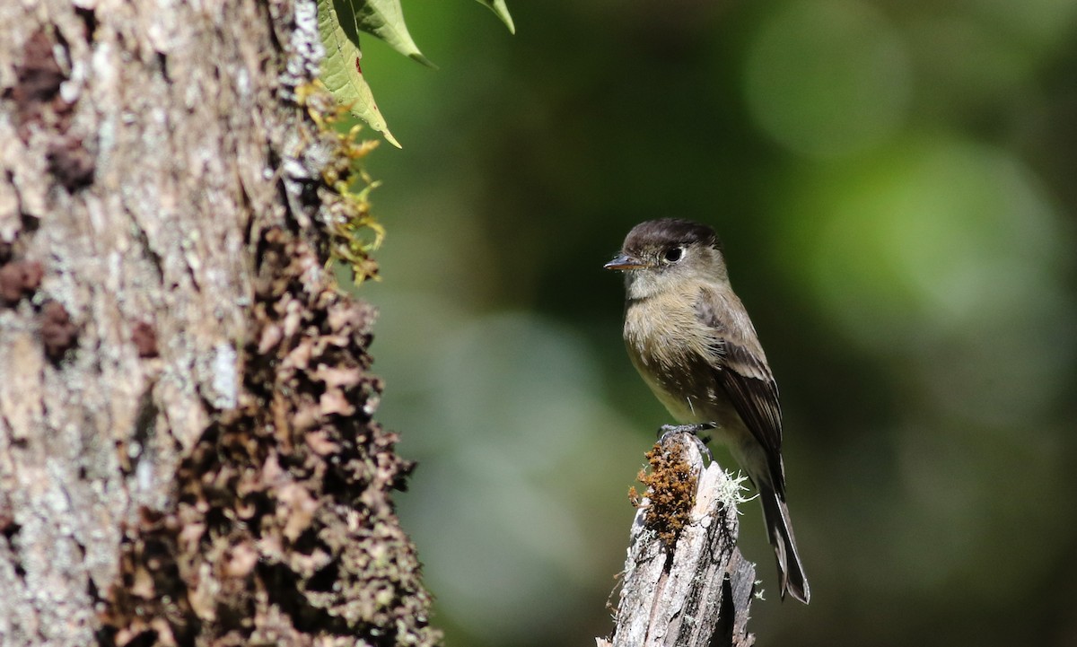 Black-capped Flycatcher - ML48393331