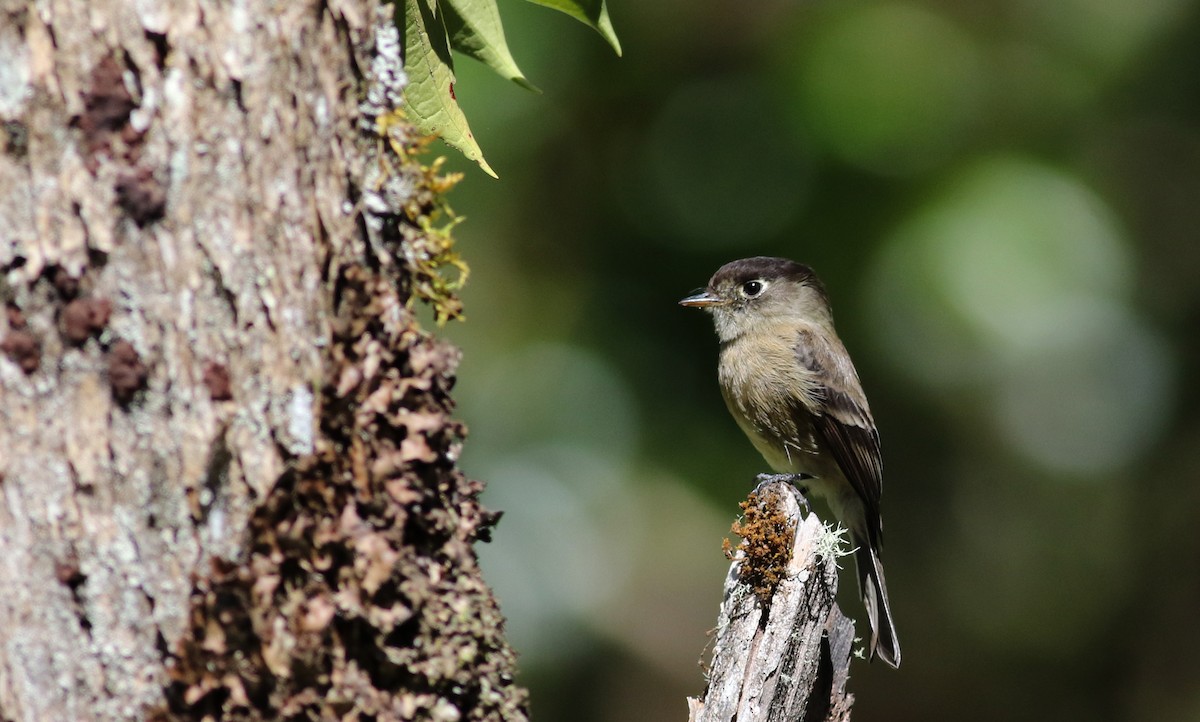 Black-capped Flycatcher - ML48393341