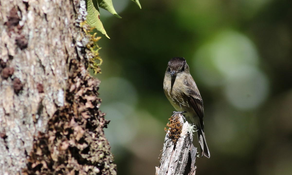 Black-capped Flycatcher - ML48393381