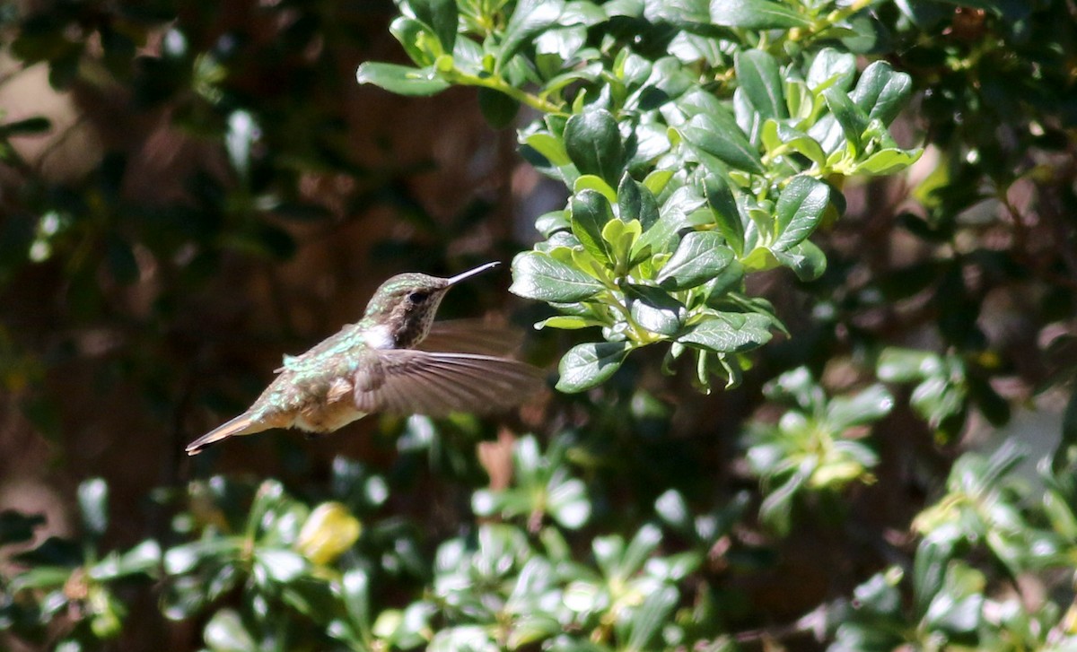 Volcano Hummingbird (Heliotrope-throated) - ML48393401