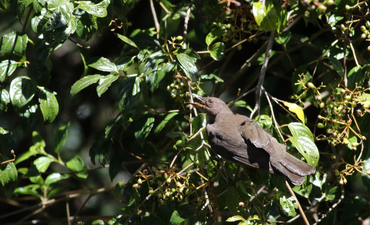 Mountain Thrush - ML48393451