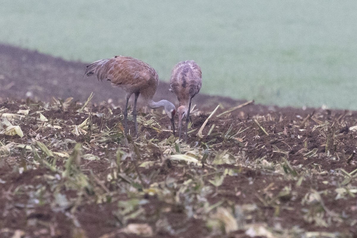 Sandhill Crane - ML483936861