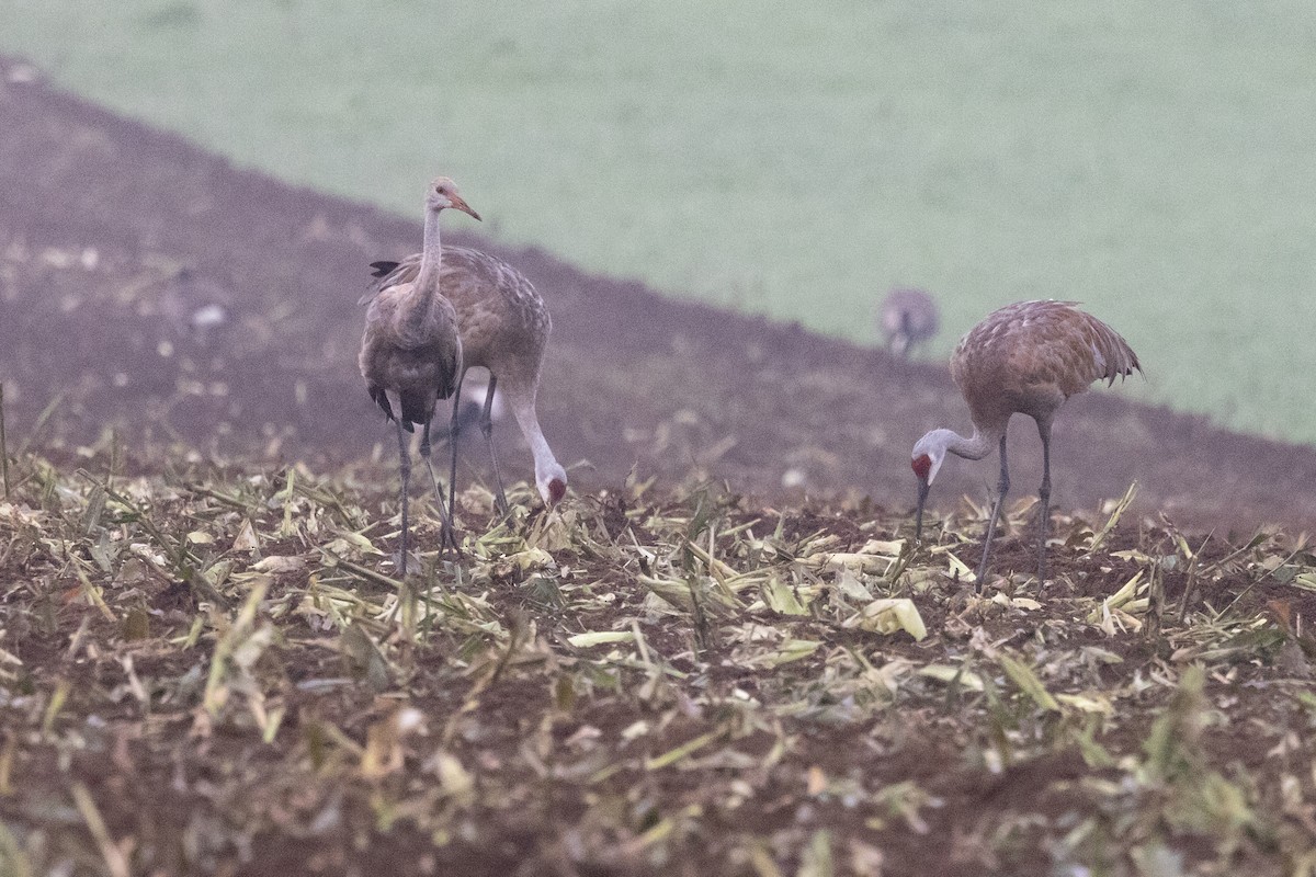 Sandhill Crane - Lewis Holmes