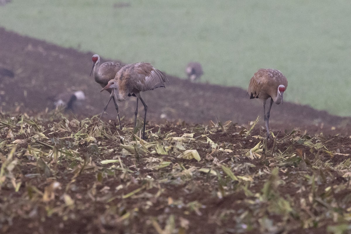 Sandhill Crane - Lewis Holmes