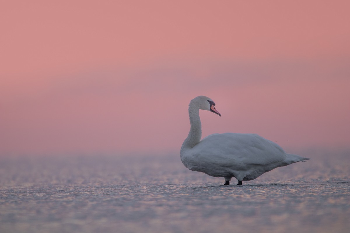 Cygne tuberculé - ML483937331