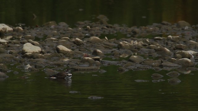 Killdeer - ML483938