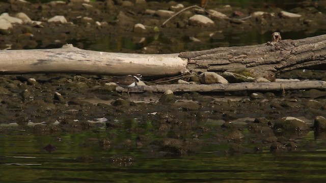 Killdeer - ML483939