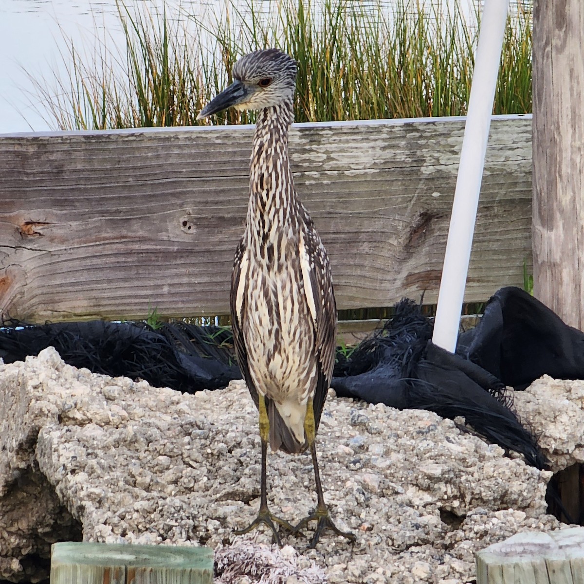 Yellow-crowned Night Heron - ML483939001