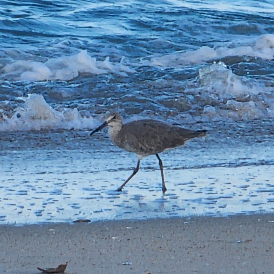 Willet - ML483939491