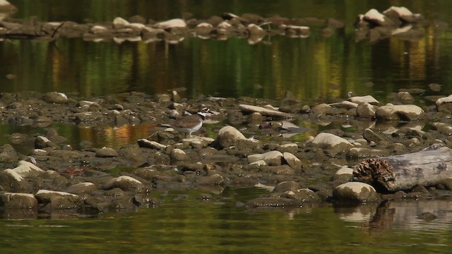 Killdeer - ML483940