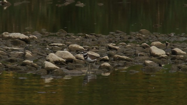 Killdeer - ML483941