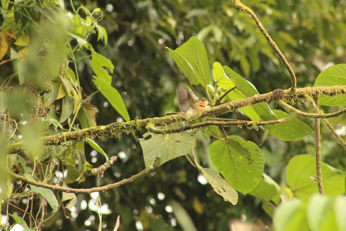 Tufted Flycatcher - Iyok Madriz Guevara