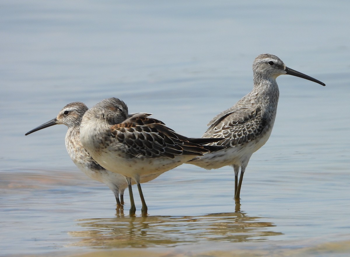 Stilt Sandpiper - ML483941371