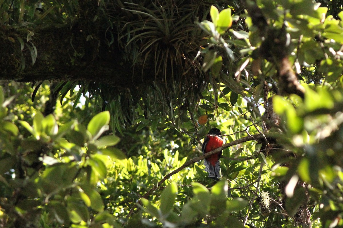 Collared Trogon - ML483942401