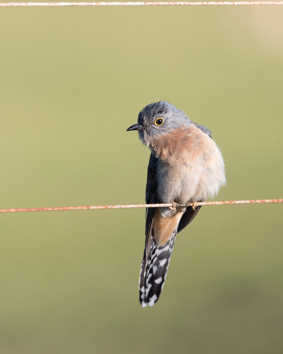 Fan-tailed Cuckoo - ML483942901