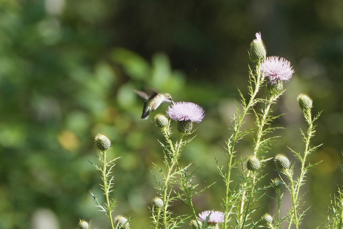 Ruby-throated Hummingbird - ML483943261