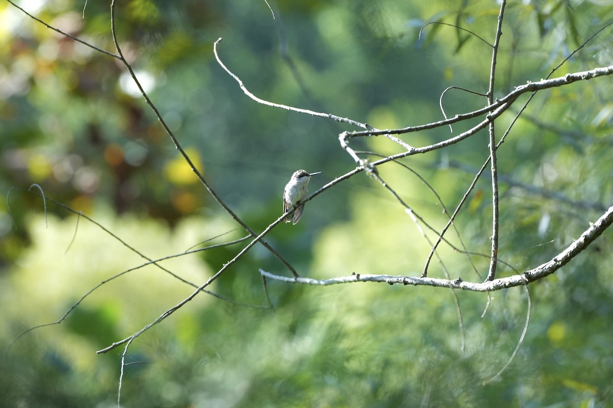 Ruby-throated Hummingbird - ML483943271