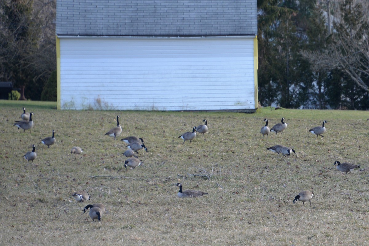 Pink-footed Goose - ML48394341