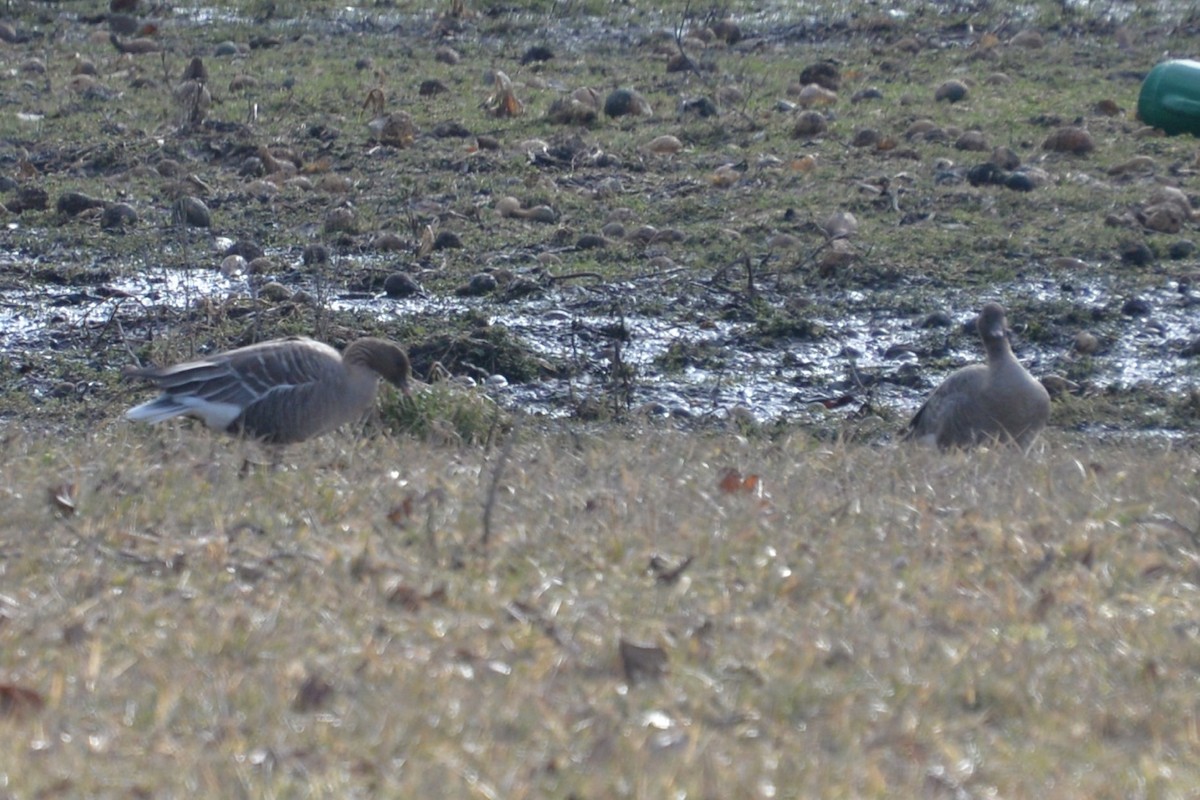 Pink-footed Goose - ML48394351