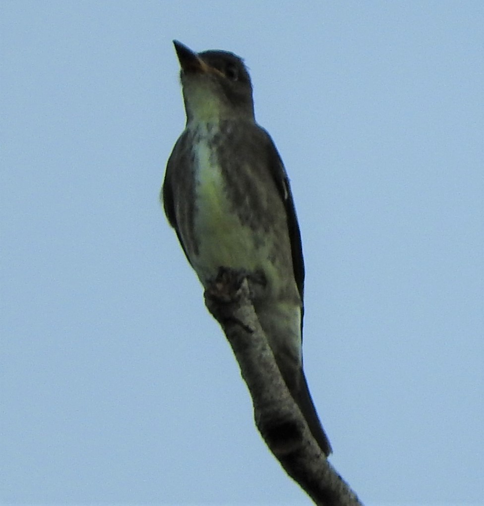 Olive-sided Flycatcher - ML483944181