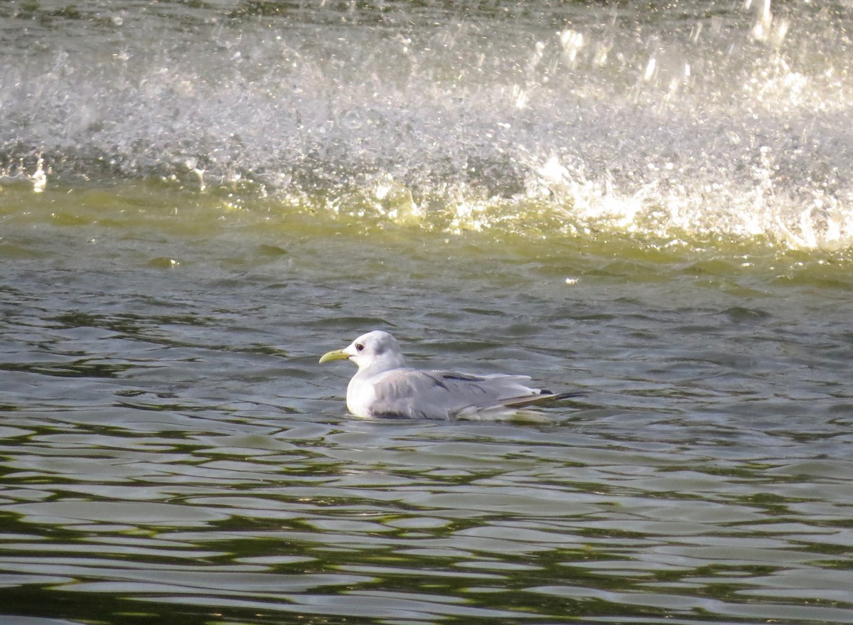 Mouette tridactyle - ML483944451