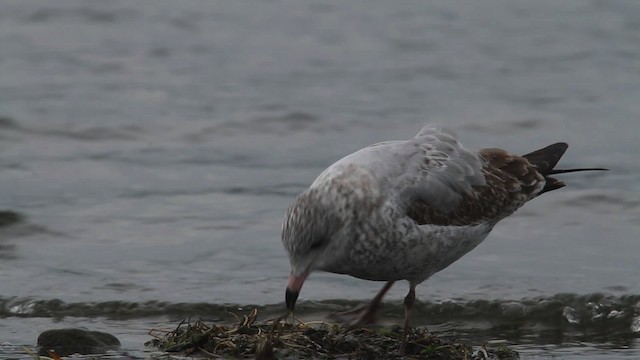 Delawareko kaioa - ML483945