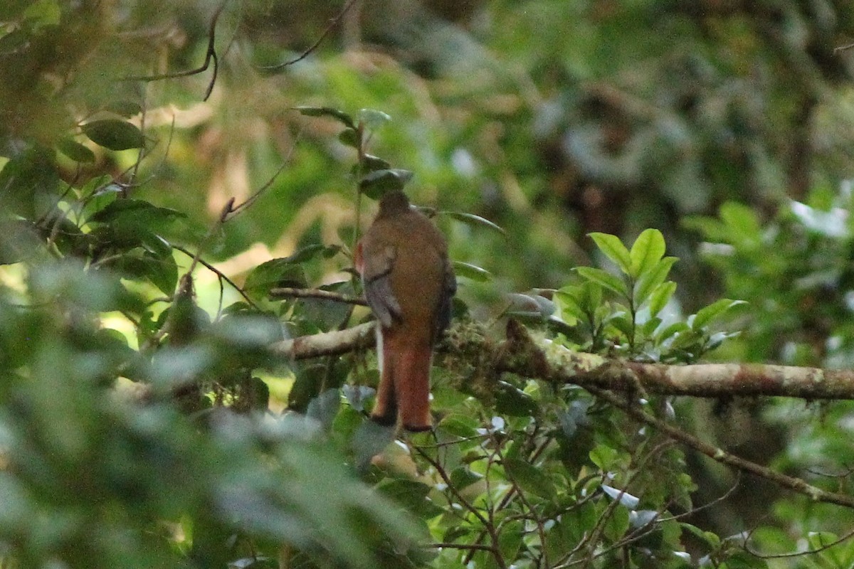 Collared Trogon - ML483945171