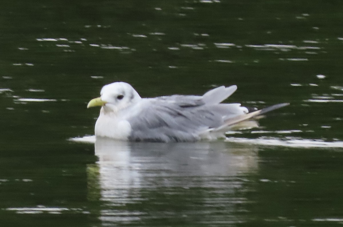 Mouette tridactyle - ML483945351