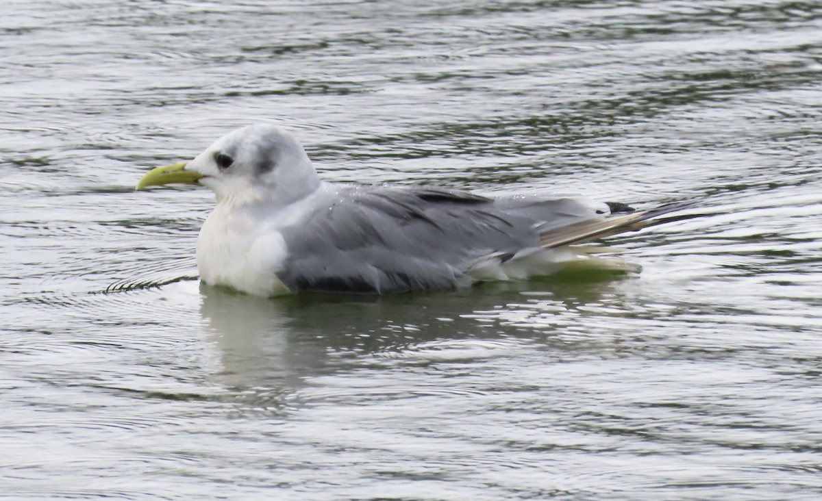 Mouette tridactyle - ML483945361
