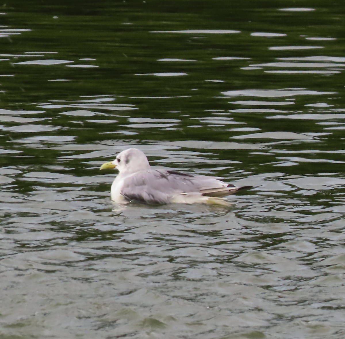 Mouette tridactyle - ML483945371