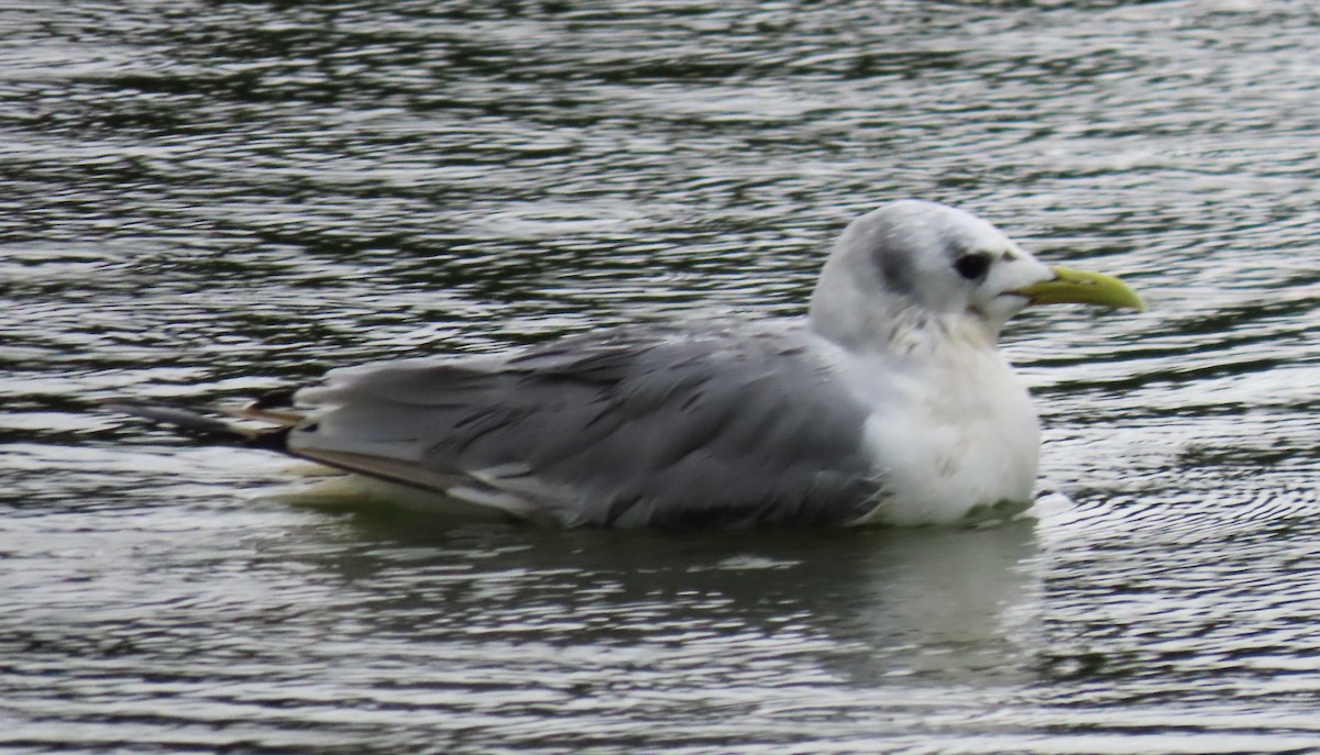 Mouette tridactyle - ML483945381