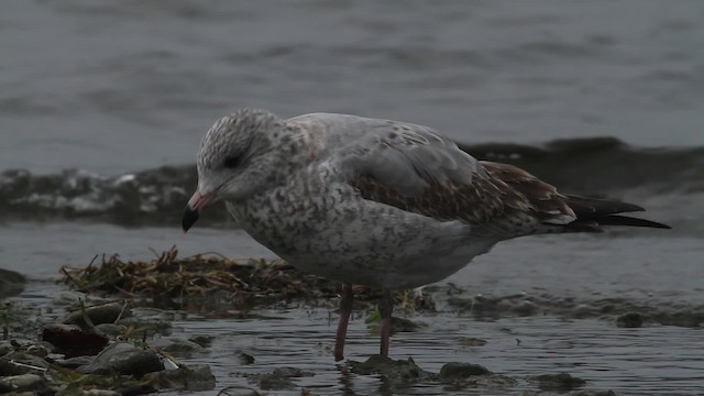 Delawareko kaioa - ML483946