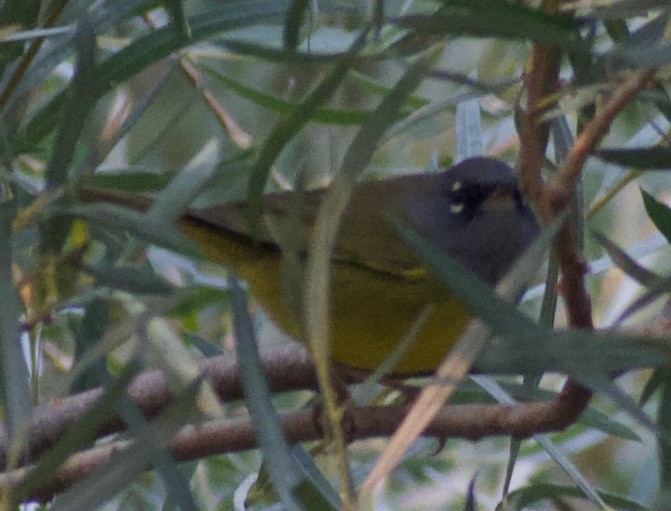 MacGillivray's Warbler - ML483947281